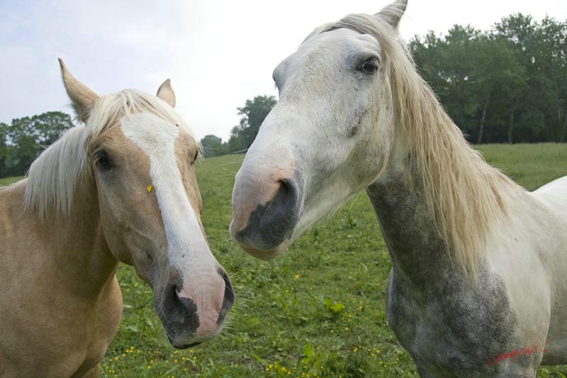 Cjp_2010_05_28_073853 (1).jpg